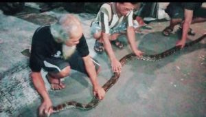 Geger! Ular Sanca Masuk Kamar Mandi Rumah Warga di Jalan Sosial