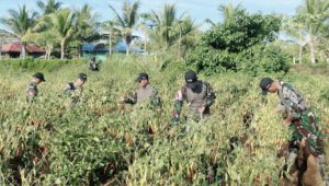 Sinergi TNI dan Pemerintah Laksanakan Program Ketahanan Pangan di Wilayah Perbatasan RI-PNG