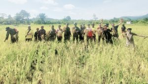 Babinsa Koramil 1715-05/Batom Kodim 1715/Yahukimo Bantu Petani Panen Padi di Okiako Distrik Batom