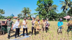 Panen Raya Muspika Kalisat: BULOG, TNI, dan Penyuluh Pertanian Bersinergi Dukung Swasembada Pangan
