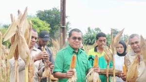 Gubernur Melki Hadiri Panen Jagung Simbolis di UPTD Kesejahteraan Sosial Tuna Netra dan Karya Wanita
